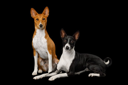 Two basenji dogs lying on an isolated black background, side view, full height, looking in cameraの写真素材