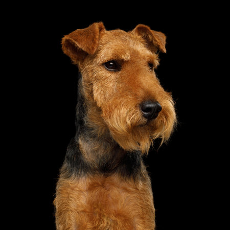 a Portrait of funny dog Welsh Terrier looking at side in front of isolated black background
