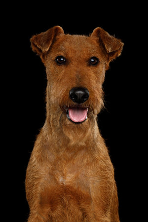 Portrait of an Irish Terrier dog isolated on a black backgroundの写真素材