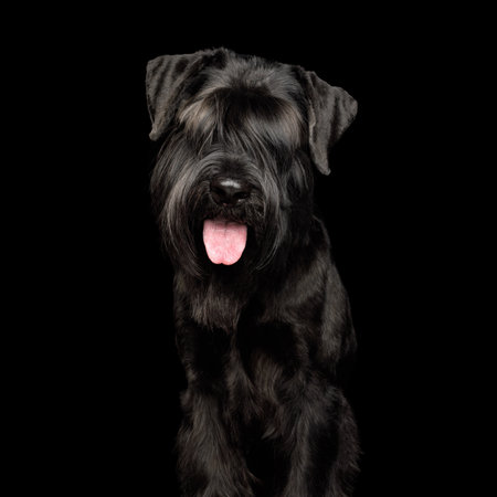 Portrait of the black Giant Schnauzer dog isolated on black background