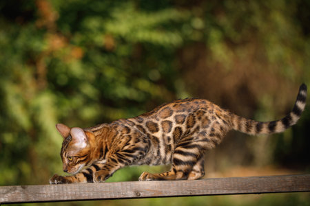 Bengal cat sharpens its claws on boardの写真素材