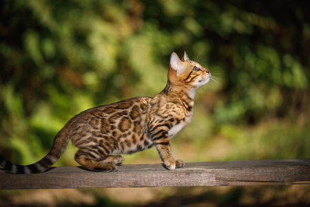 Young bengal kitten standing on wooden surface outdoors