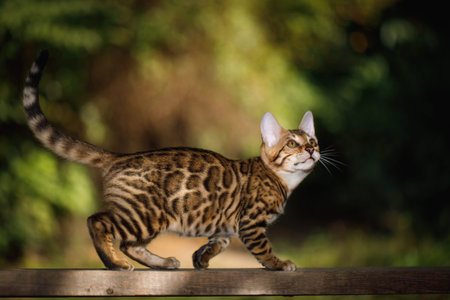 Young bengal kitten walking on wooden fence outdoors