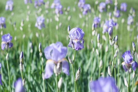 Iris flower fieldの写真素材