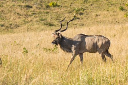 Big Kudu bull walking through down hill grass landの写真素材