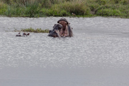 Two Hippopotamus fighting in the water during day timeの写真素材