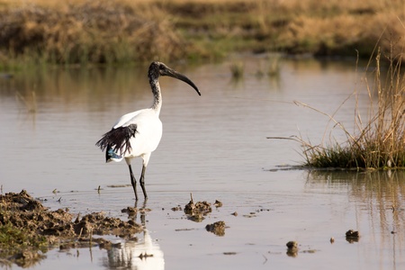 Young african sacred ibis feeding at the water edgeの写真素材