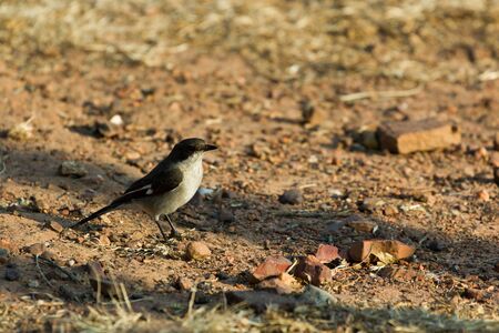 Single juvenile Fiscal Flycatcher sitting on the groundの写真素材