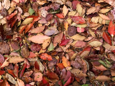 The ground is full of dead leavesの写真素材