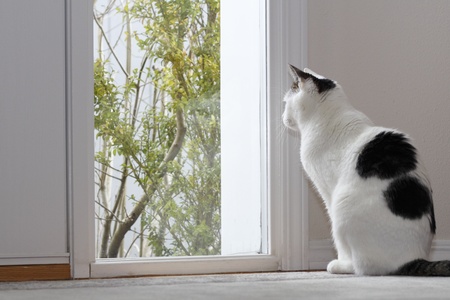 Kitty Cat looking out the window by the front door of a home while sitting on the floor in the foyer during the day.の写真素材