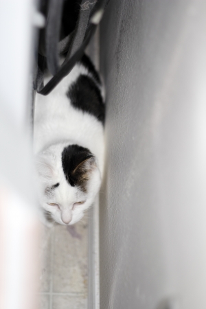 Cat who was scared of the carpet cleaner noise is found hiding behind the dryer in the laundry room.の写真素材