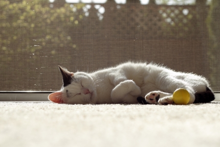 Adult female feline napping on a carpet with a yellow cat nip ball by it's feet inside in front of an open screen door.
の写真素材