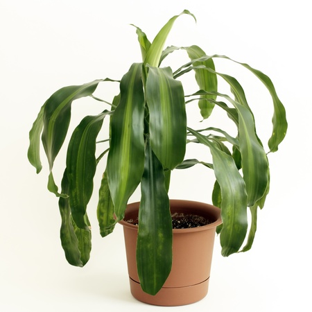 Dracaena fragrans or cornstalk Dracaena house plant in a brown plastic pot in front of a white...
