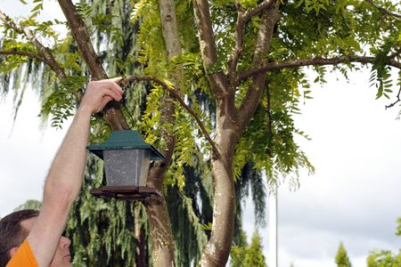 Man in a back yard hanging up a plastic bird feeder filled with black oil sunflower seeds on a branch in a tree の写真素材