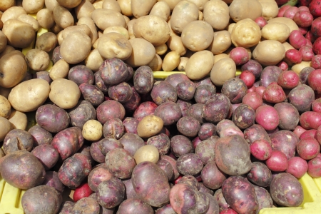 Red and yellow potatoes in a display bin outside in the summers sun at a farmersの写真素材