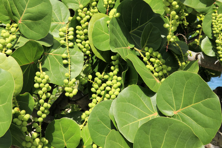 Beautiful closeup of wild and tropical seagrape or Coccoloba uvifera tree green leaves on the coast...
