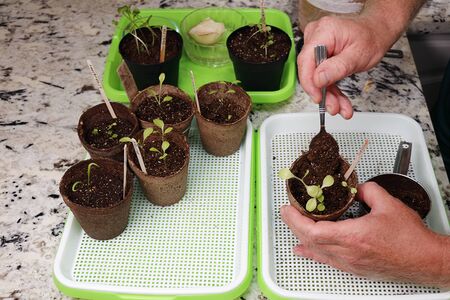 Hands add indoor gardening soil to a Simpson seedling lettuce plant on a kitchen counter. In a...