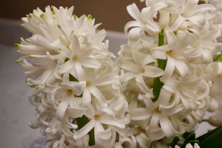 Creamy white fragrant hyacinth flower blossoms with green stems and leaves closeup on a stone counter. Hyacinth flowers in creamy white close-up on a quartz white with gray counters near a brown wallの写真素材