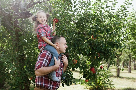 grandfather with granddaughter with Apple in the Apple Orchard. Beautiful Girl Eating Organic Apple in the Orchard. Harvest Concept. Garden, Toddler eating fruits at fall harvest.の写真素材