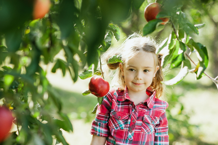 Girl with Apple in the Apple Orchard. Beautiful Girl with Organic Apple in the Orchard. Harvest Concept. Garden, Toddler eating fruits at fall harvest.の写真素材