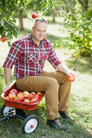 Old man with Apple in the Orchard. Grandfather with Organic Apple in the garden. Harvest Concept....