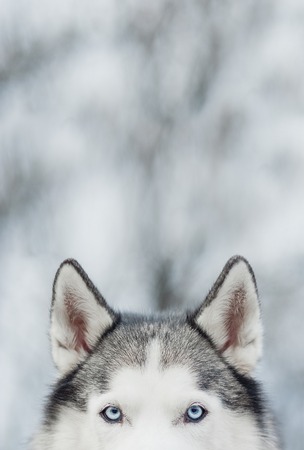 Portrait of Siberian Husky on background forest with snow. Ears and blue eyes. Symbol of new year...