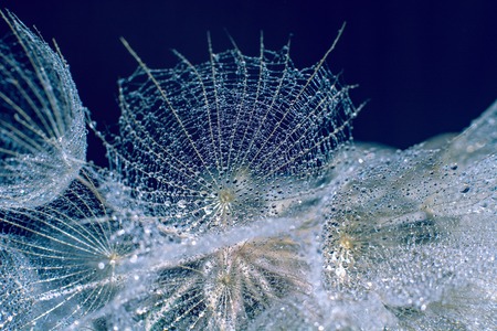 Beautiful dew drops on a dandelion seed macro. Beautiful soft blue background. Water drops on a parachutes dandelion. Copy space. soft focus on water droplets. circular shape, abstract background.の写真素材