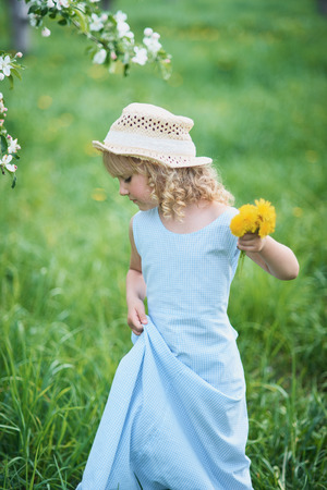 Little girl 5 years old sniffing a dandelion. girl sniffing flowers of apple orchard. garden with flowering trees. Happy childhood. Allergy season, insects. Girl collects dandelions bouquet for a wreath in meadow of orhard.の写真素材