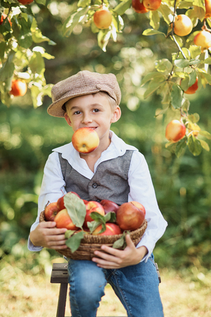 Boy with Apple in the Apple Orchard. Child Eating Organic Apple in the Orchard. Harvest Concept. Garden, Toddler eating fruits at fall harvest. Apple picking.の写真素材