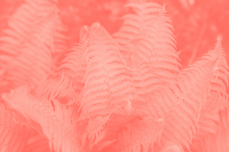 Beautyful ferns leaves green foliage natural floral fern background in trendy coral color. color of 2019の写真素材