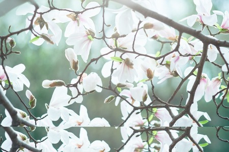 Blossom tree over nature background. Spring flowers. Spring Background. magnolia branch in sunny morning. Beautiful white magnolias on blue sky background. in botanical garden blossom magnoliaの写真素材