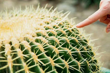 Cactus Family, close-up barrel cactus. thorn cactus texture background, close up.の写真素材