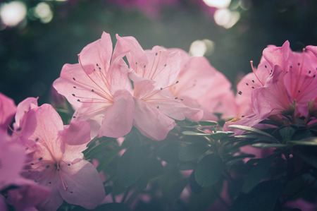 Blooming hybrid Azalia Rhododendron hybridum selection in a greenhouse. flower background. Soft...
