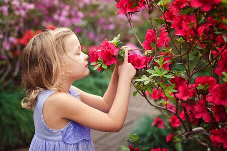 girl sniffing flowers of azaleas. flowering azaleas in the park.の写真素材