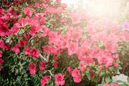 Blooming hybrid Azalia Rhododendron hybridum selection in a greenhouse. flower background. Soft focus. Macro viewの写真素材