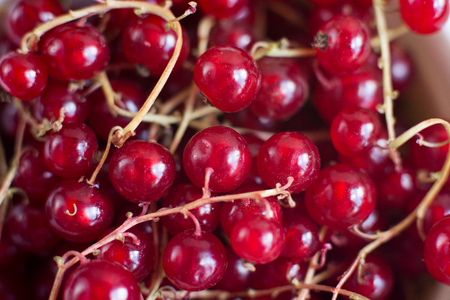 Vitamins. Summer berries. Red currant background. Close up, selective focus. Harvest Concept Copy spaceの写真素材