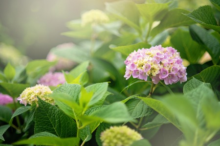 blossom Pink hydrangeas green leaves and bud. beautiful bush of hortensia flowers Pink flower blooming in spring and summer in a garden.の写真素材