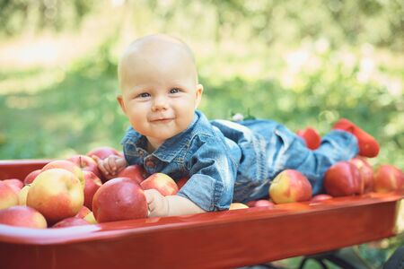 Girl with Apple in the Apple Orchard. Beautiful Girl Eating Organic Apple in the Orchard. Harvest Concept. Garden, Toddler eating fruits at fall harvest. Apple picking.の写真素材