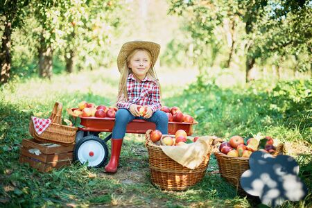 Girl with Apple in the Apple Orchard. Beautiful Girl Eating Organic Apple in the Orchard. Harvest Concept. Garden, Toddler eating fruits at fall harvest. Apple picking.の写真素材