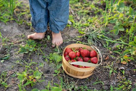 Child picking strawberries. Healthy food for children. Kids pick fresh fruit on organic strawberry farm. harvest in garden, a bucket of strawberries, juicy strawberriesの写真素材