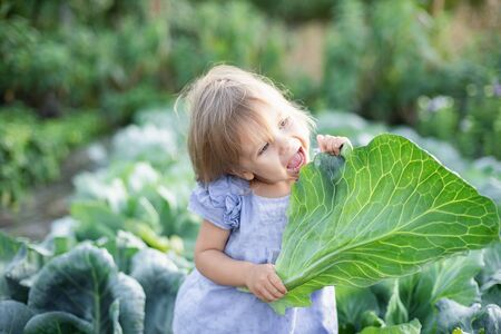 Baby sitting in cabbage plant. Cute little girl on cabbage field. Harvest Concept.の写真素材