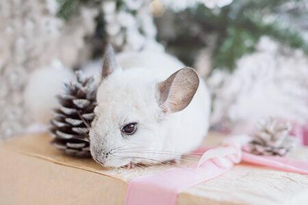 Happy Chinese New Year 2020 year of rat. Portrait of cute white chinchilla on the background of the Christmas tree in the lights, symbol of new yearの写真素材