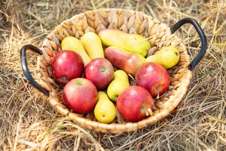 Apple harvest. Ripe red apples and pears in basket on grass on grass. Apple picking. autumn backgroundの写真素材