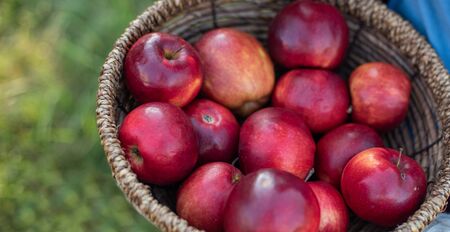 Apple harvest. Ripe red apples in the basket on dark wooden chair on green grass. Apple picking