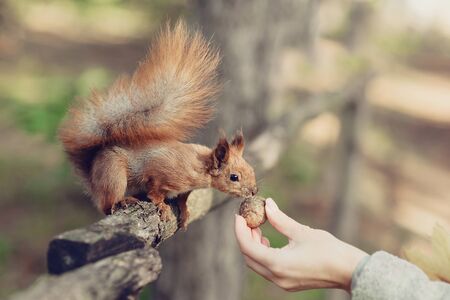 Funny red squirrel takes walnut from hand in park. Autumn squirrels closeup. hand with food for a...