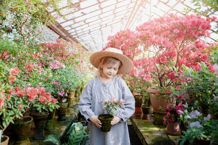 Child planting spring flowers. Little girl gardener plants azalea. Girl holding azalea bush in flower pot. Child taking care of plants. Toddler with flower basket. girl holding pink flowersの写真素材