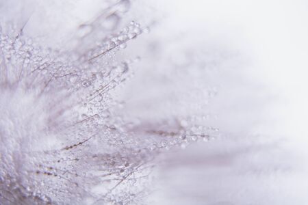 Beautiful dew drops on a dandelion seed macro. Beautiful soft blue background. Water drops on a parachutes dandelion. Copy space. soft focus on water droplets. circular shape, abstract background.の写真素材