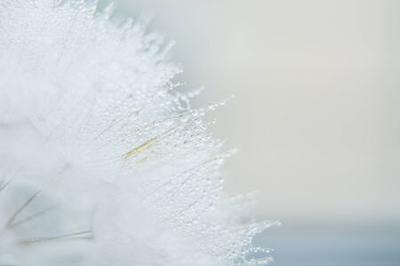 Beautiful dew drops on a dandelion seed macro. Beautiful soft blue background. Water drops on a...