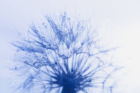 Beautiful dew drops on dandelion seed macro. Beautiful soft blue background. Water drops on...