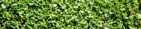 microgreen Foliage Background. rucola or arugula sprout vegetables germinated from high quality...